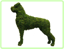 Boxer Animal Topiary Frame (Mossed) 31"x 34"x 10"