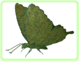 Butterfly Insect Topiary Frame